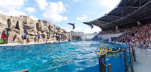 دلفینهای زیبای آکواریوم باتومی