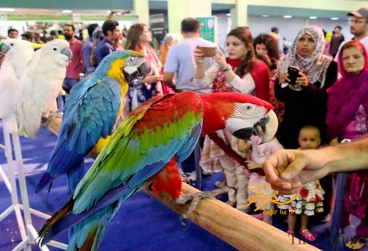 پرندگان پارک دبی