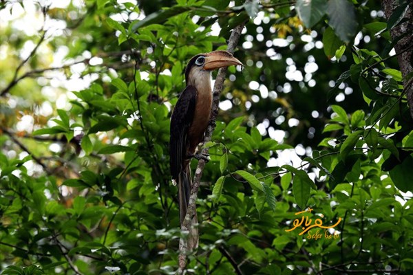 پرندگان زیبای پارک خائو یای